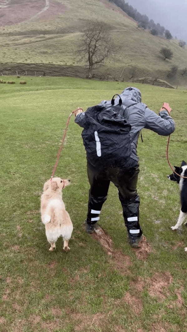 犬たちを連れて草原を歩いていたら・・。雨で地面が滑りやすくなっていたうえに、実はそこは平原ではなかったのです！！