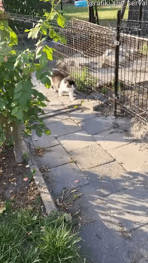 向こうからやって来る猫をワッ！と驚かそうとしたサーバルキャット。ところが猫から返ってきたリアクションは・・【海外・動画】