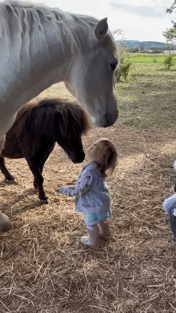 白馬に髪の毛をムシャムシャされて喜ぶ幼い女の子。この反応に、白馬は女の子をさらに喜ばせたくなったみたい！！【海外・動画】