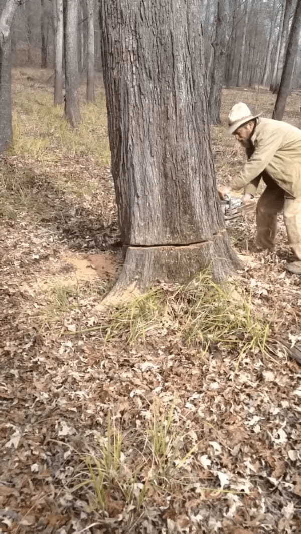 え！？どういう事！？大木を切ったら中から犬が出てきた！！