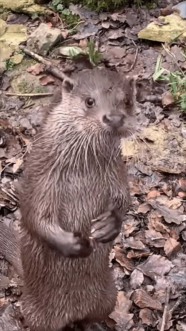 もしかして、このカワウソは飼育員さんの言葉を理解している？？飼育員さんが名前を呼んで話しかてみると・・！！【海外・動画】