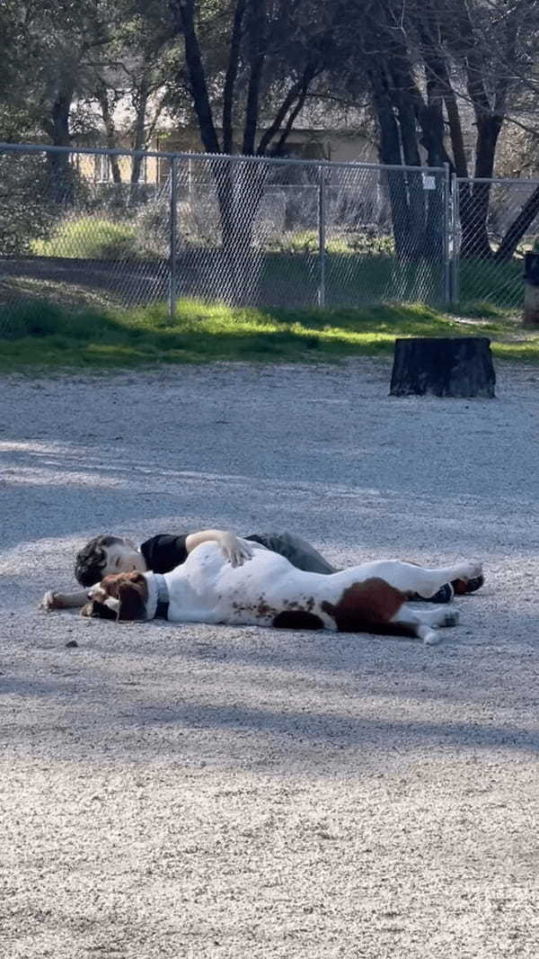 犬たちに懐かれている男の子。てっきり、みんな愛犬なのかと思ったら・・【アメリカ・動画】