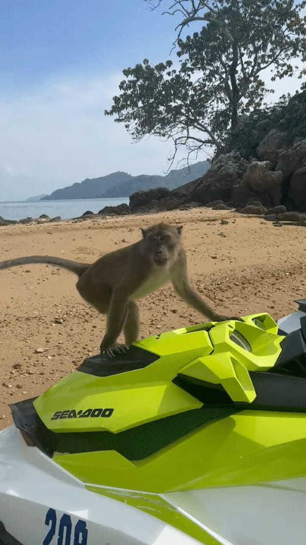 水上バイクの前にトコトコ現れたサル。水上バイクに乗り込んで水のボトルを取り出したと思ったら・・、とんでもないことをしでかしました！！