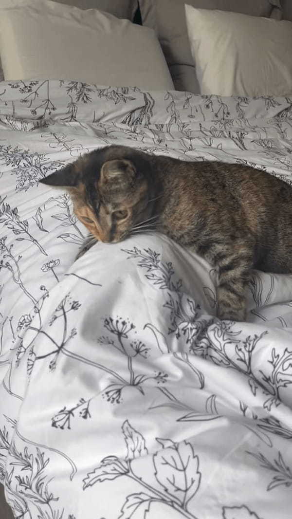 ベッドに伏せる子猫。なにをやっているのかと思ったら・・、実はまさかのイタズラをしているところでした！！【アメリカ・動画】