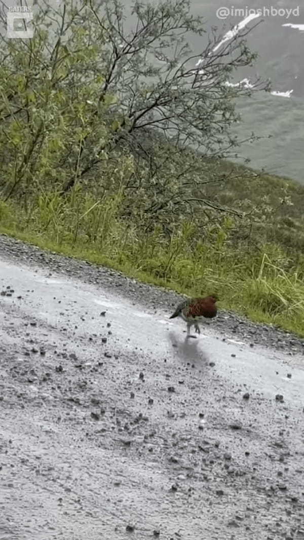 山道をトコトコ歩く野生の「ウズラ」の姿を発見！挨拶したら近付いてきてくれたのでフレンドリーな子なのかと思いきや・・！！