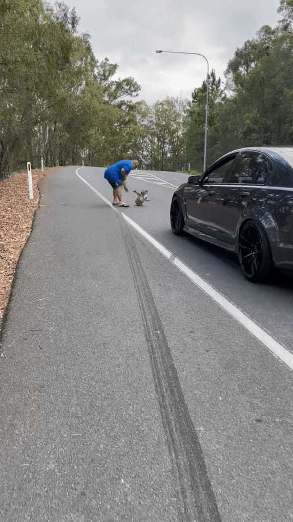 道路の真ん中に座り込んでいたのは、オーストラリアを代表する『あの動物』！？男性に促されて渋々移動し始めたその動物とは・・【海外・動画】