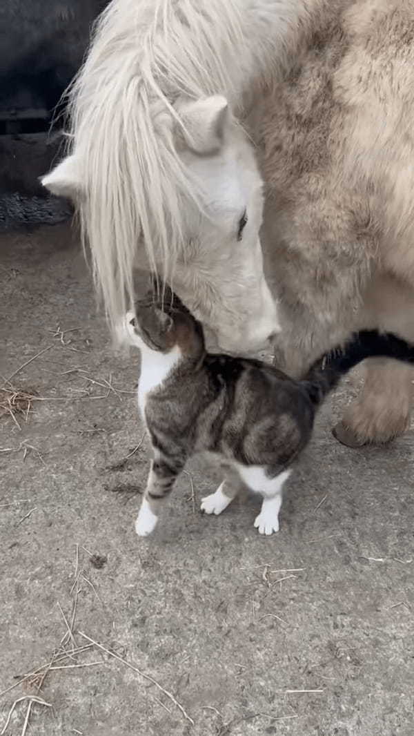 頭をスリスリ寄せて甘える猫。そのお相手は・・、自分よりも体がずっと大きなお友達です！！【海外・動画】