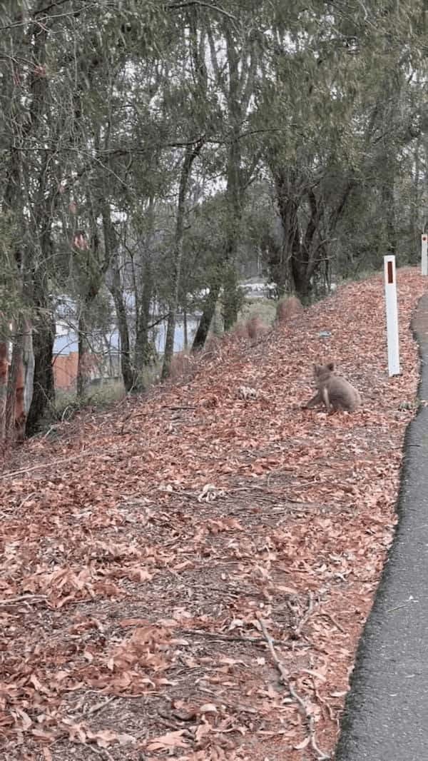 道路の真ん中に座り込んでいたのは、オーストラリアを代表する『あの動物』！？男性に促されて渋々移動し始めたその動物とは・・【海外・動画】