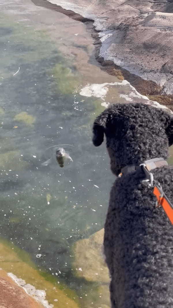 海岸を愛犬と散歩していたらまさかの出会いが！水面から顔を覗かせて挨拶してくれたその動物とは！？【海外・動画】