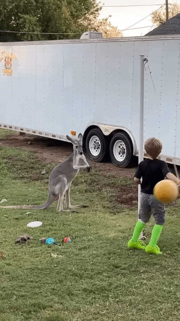 カンガルーもボール遊びがしたい？楽しそうにボールで遊ぶ子供の姿を見ていたカンガルーが次に取った行動は！？【アメリカ・動画】