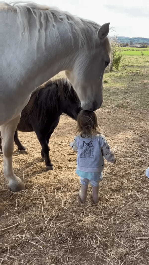 白馬に髪の毛をムシャムシャされて喜ぶ幼い女の子。この反応に、白馬は女の子をさらに喜ばせたくなったみたい！！【海外・動画】