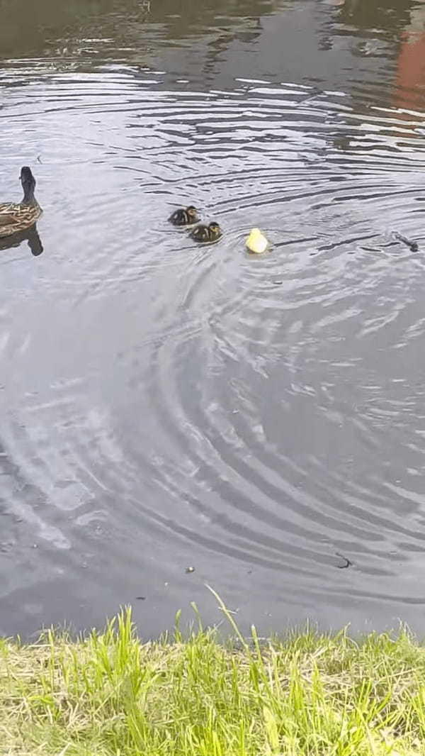 まるで『あの童話』みたいな光景！川で泳ぐアヒルのヒナたち、その中に一羽だけ黄色いヒナが混じっていました！！
