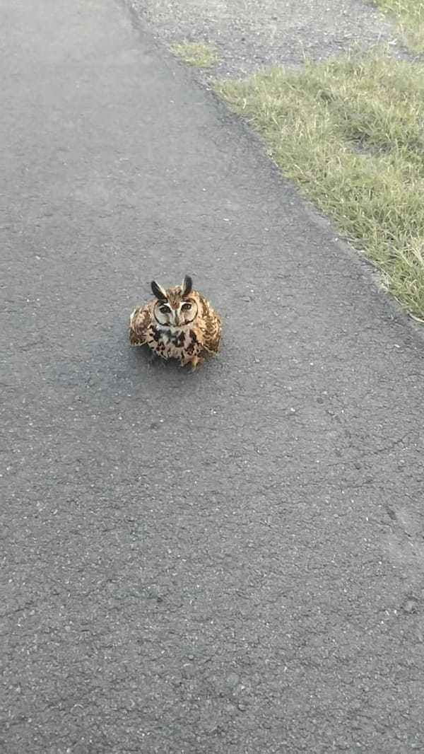 ハイウェイの脇に着地したフクロウ。この子が道路を横切ろうと飛翔した次の瞬間、ヒヤッとする事態が！！【海外・道路】