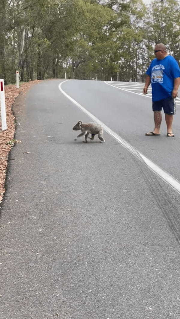 道路の真ん中に座り込んでいたのは、オーストラリアを代表する『あの動物』！？男性に促されて渋々移動し始めたその動物とは・・【海外・動画】