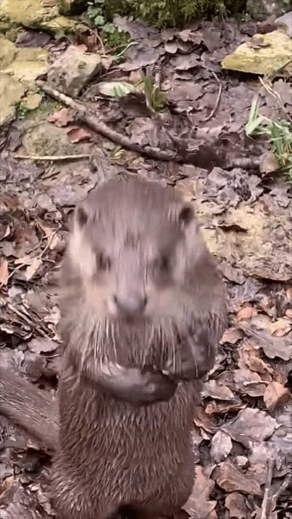 もしかして、このカワウソは飼育員さんの言葉を理解している？？飼育員さんが名前を呼んで話しかてみると・・！！【海外・動画】