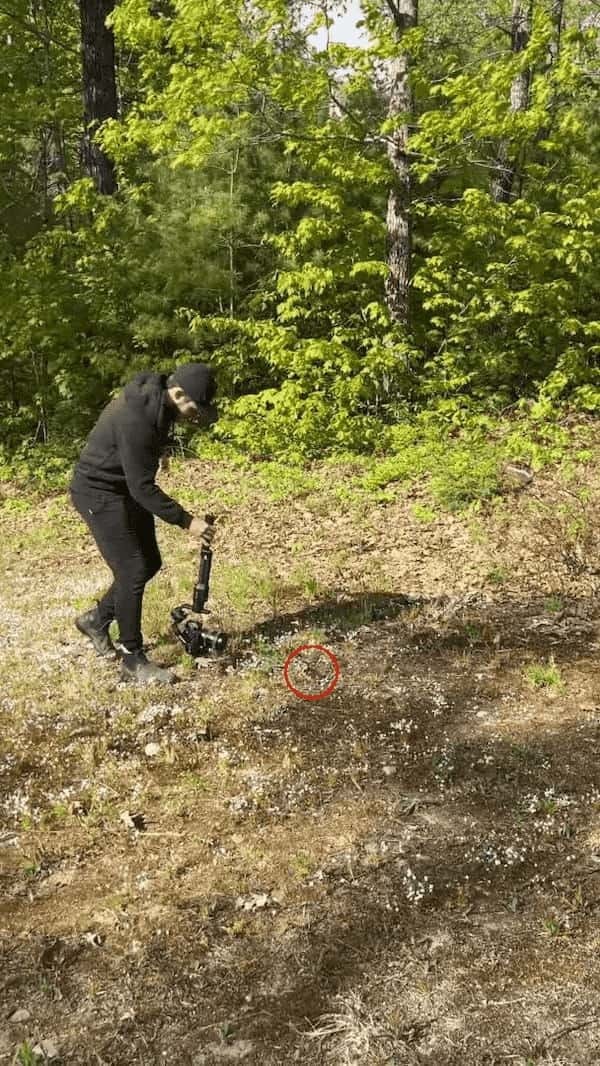 元気に走るヒナドリを撮影！ヒナの目線の高さからの映像には、幻想的でチャーミングな世界が！！【アメリカ・動画】