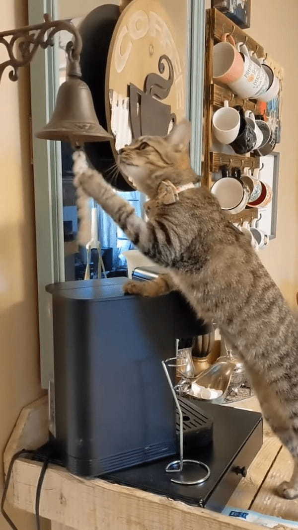 愛猫に食事の時間をベルで知らせるようにしたら・・、自分でベルを鳴らしておやつを催促するようになりました！！【アメリカ・動画】