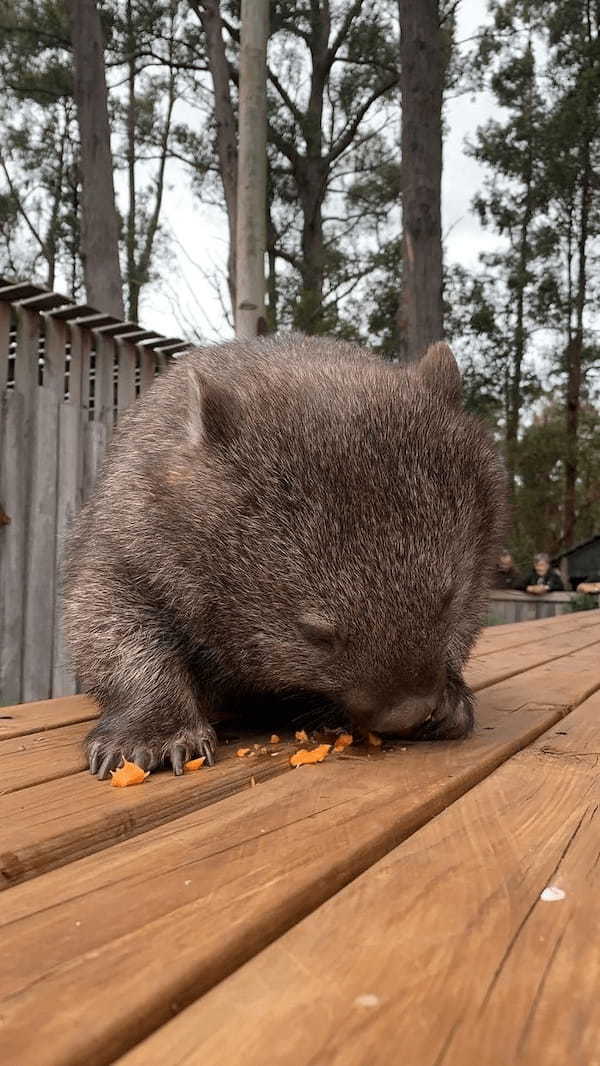 大自然の宝庫「タスマニア」の魅力!かわいい動物たちとの出会い・・・♪