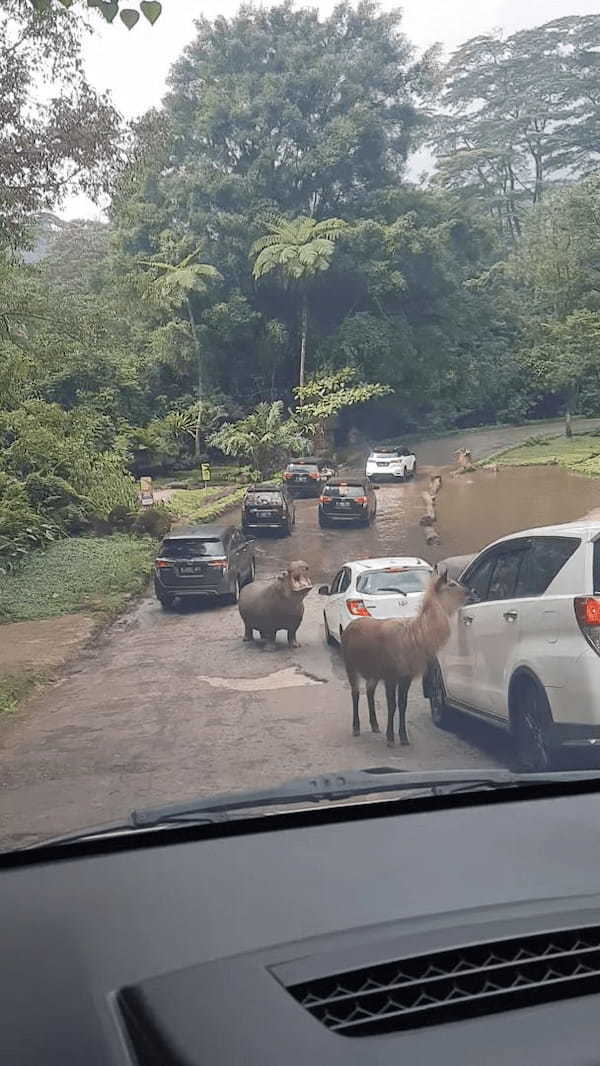 サファリパークの車の列が進む道の真ん中にカバの姿が！！大きく口を開いているけど、ごはんのおねだりをしている？？【海外・動画】