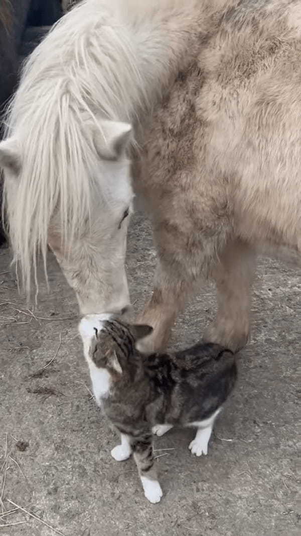 頭をスリスリ寄せて甘える猫。そのお相手は・・、自分よりも体がずっと大きなお友達です！！【海外・動画】