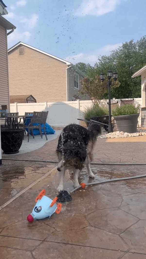 何度打ち上げても墜落する水を使ったロケットのオモチャ。その墜落原因は愛犬！？！？【アメリカ・動画】