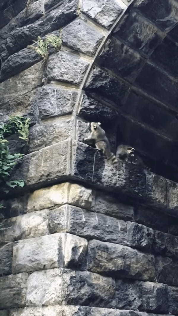 NYセントラルパークで目撃されたかわいすぎる光景。つかまり立ちするアライグマたちが、ヨチヨチ歩きながら壁を進んでいきます！！