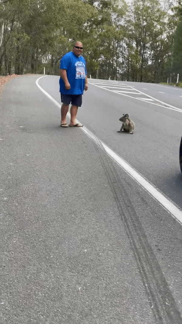 道路の真ん中に座り込んでいたのは、オーストラリアを代表する『あの動物』！？男性に促されて渋々移動し始めたその動物とは・・【海外・動画】