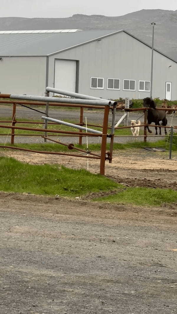 犬が自分より体の大きなお友達の馬を先導！お友達はその後を仲良くついて行きます【海外・動画】