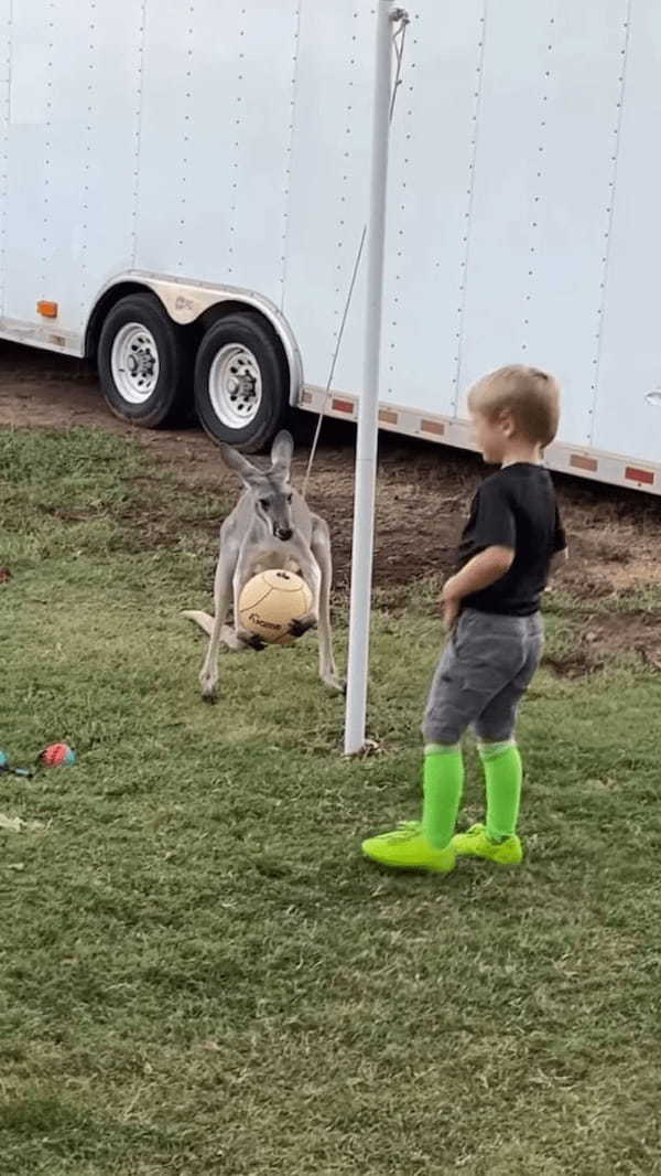 カンガルーもボール遊びがしたい？楽しそうにボールで遊ぶ子供の姿を見ていたカンガルーが次に取った行動は！？【アメリカ・動画】