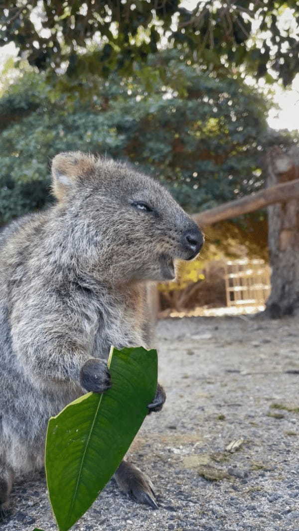 葉っぱをむしゃむしゃと食事中のクアッカワラビー。『世界一幸せな動物』と呼ばれるだけあって、ごはんを頬張る姿も幸せそう！！