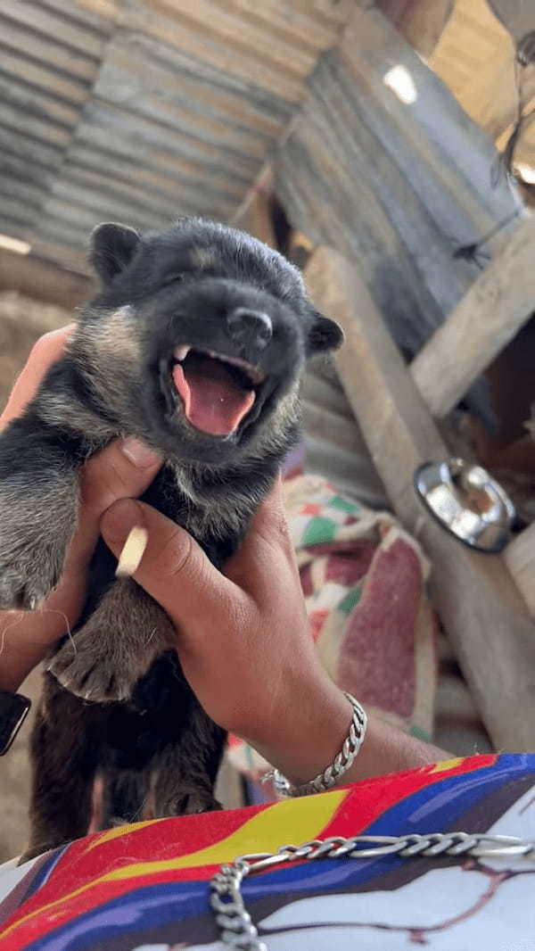 子犬になんとかお薬を飲んでもらった結果。飲み込んでくれたのでこれで一安心と思いきや・・！！【海外・動画】