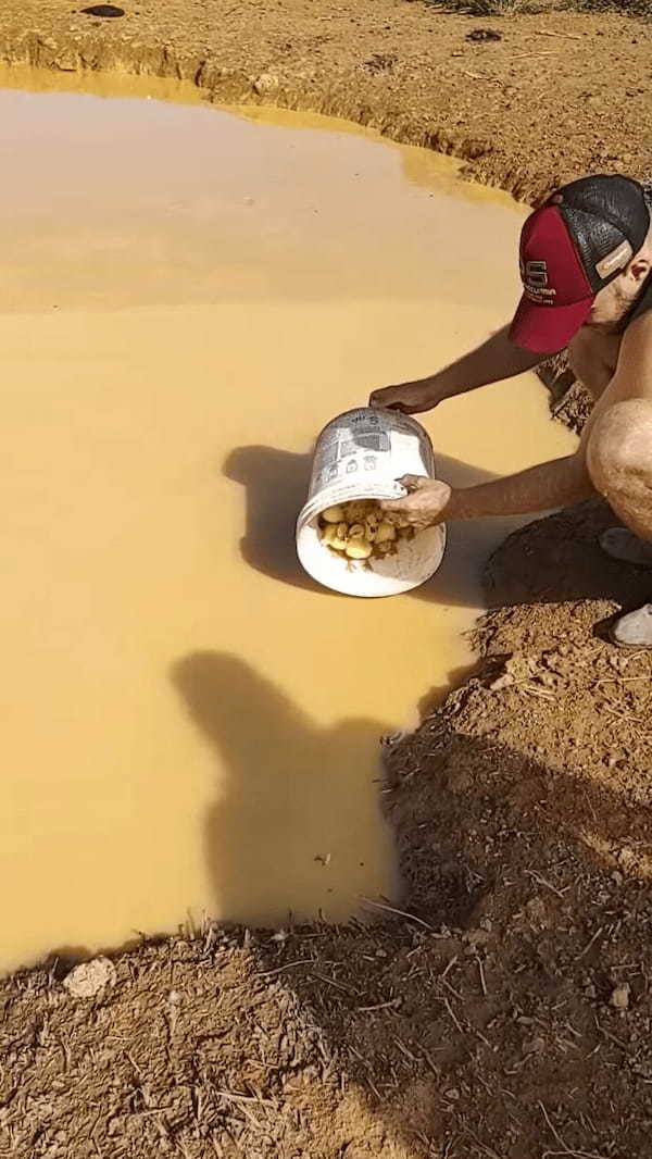 生まれて初めて水に飛び込むカルガモのヒナたち。その姿を見て、お母さんも迎えにやって来ましたよ！