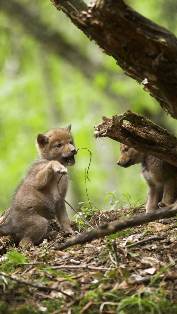 偶然発見したコヨーテの家族。そこには、カワイイ赤ちゃんたちがあくびをしたり無邪気に遊ぶ姿が！！【海外・動画】