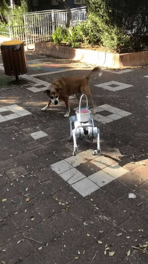 愛犬は最新ロボットにビックリ！！相手のことが気になって仕方ないようで、吠えながらどこまでも追跡します！！【海外・動画】