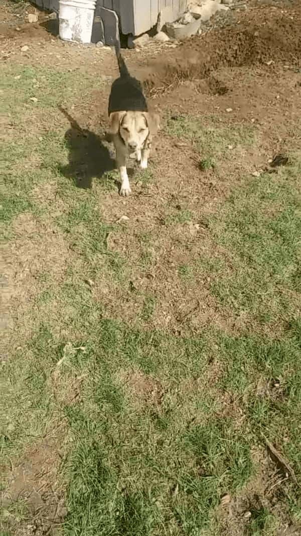 裏庭にいるはずの愛犬が見当たらない？！どうやら地球の裏側へと旅立とうとしていたみたいです！！【アメリカ・動画】