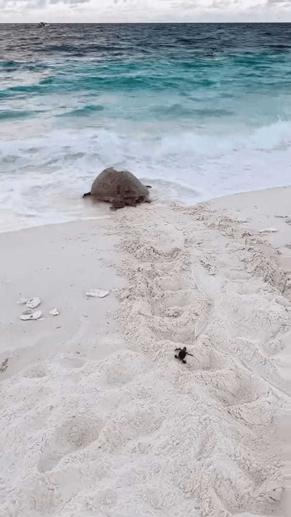 母子のように見えるけど・・。産卵を終え、海に戻っていくウミガメの後ろを付いていく孵ったばかりのカメの赤ちゃん