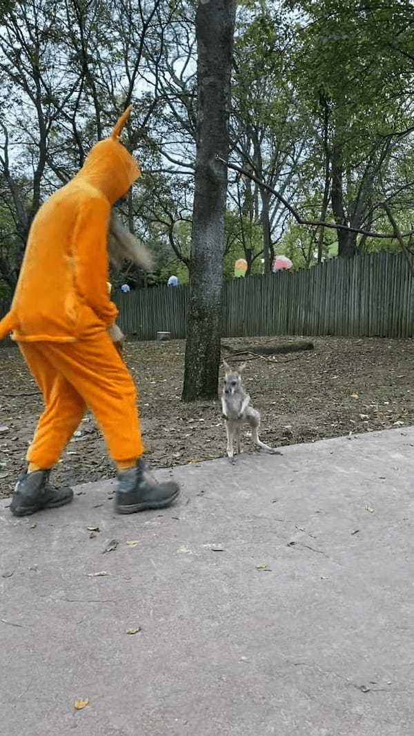 もしかしてお母さんだと思ってる？カンガルーの赤ちゃんがピョンピョン跳ねて後をついていくのは・・【アメリカ・動画】