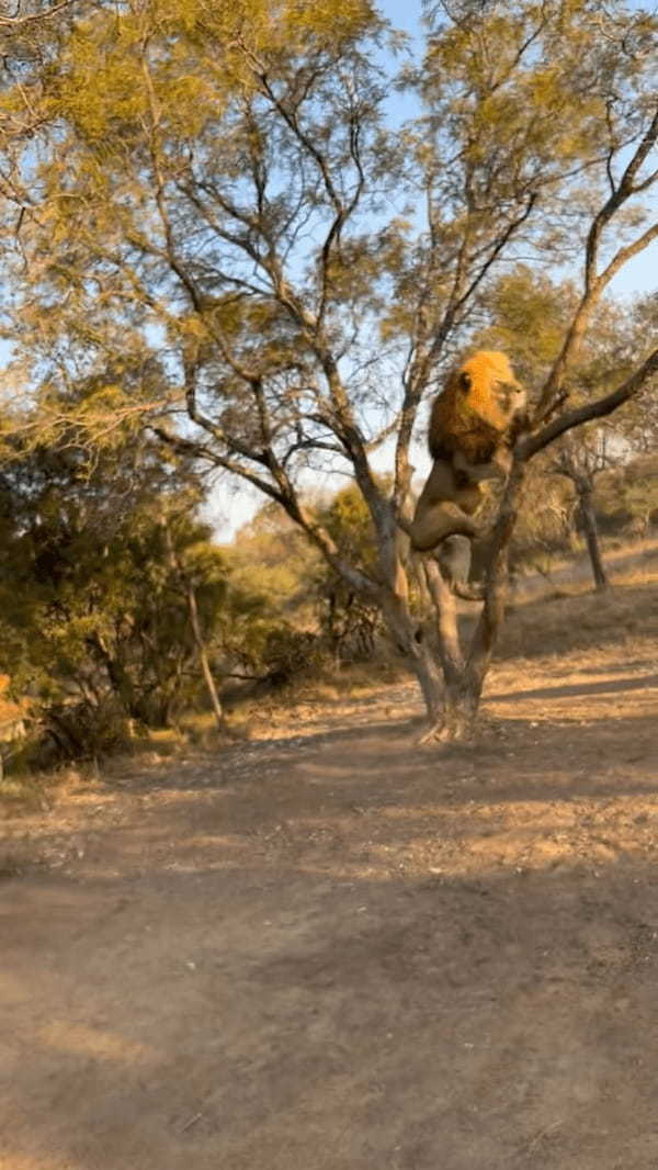 木に飛び乗ったライオン。さすがはネコ科の動物、スイスイとあっという間に登っていきます！！【海外・動画】