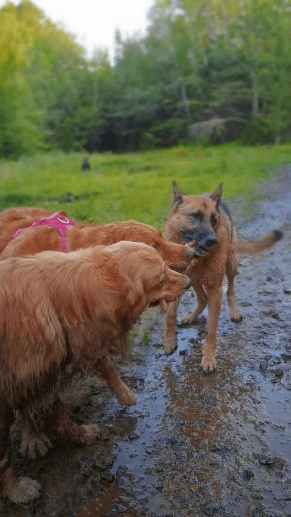 木の枝を取り合う犬たち。自分のだ！とみんな主張するように引っ張りあって離しません！！【海外・動画】