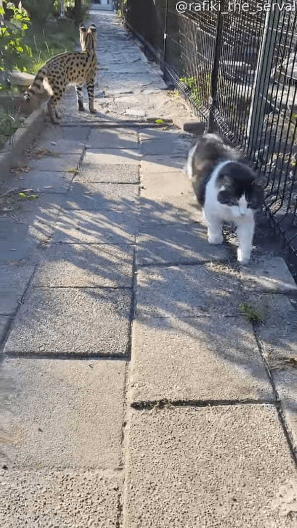 向こうからやって来る猫をワッ！と驚かそうとしたサーバルキャット。ところが猫から返ってきたリアクションは・・【海外・動画】