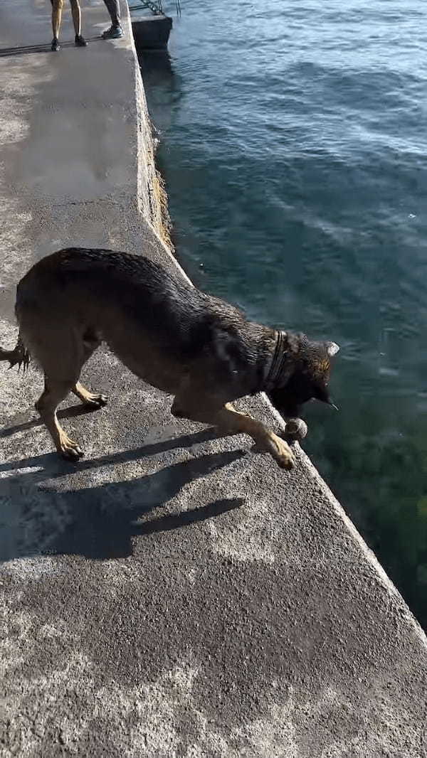 犬がチキンゲームで遊んでる！？転がしたボールが水中に落下するギリギリの瞬間・・【海外・動画】