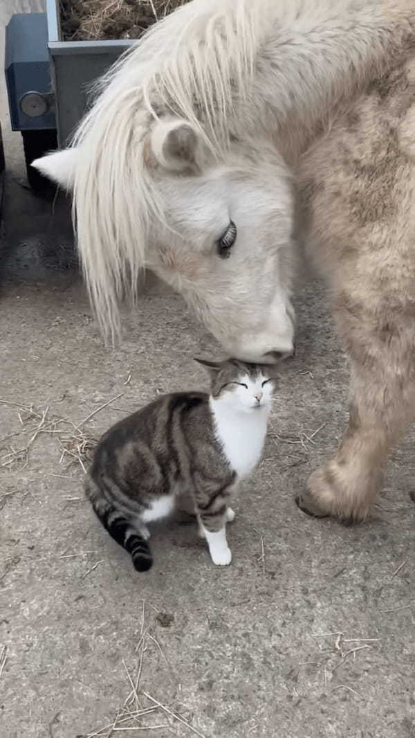 頭をスリスリ寄せて甘える猫。そのお相手は・・、自分よりも体がずっと大きなお友達です！！【海外・動画】