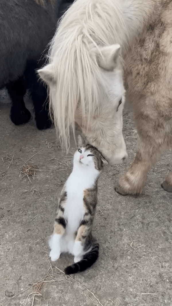 頭をスリスリ寄せて甘える猫。そのお相手は・・、自分よりも体がずっと大きなお友達です！！【海外・動画】