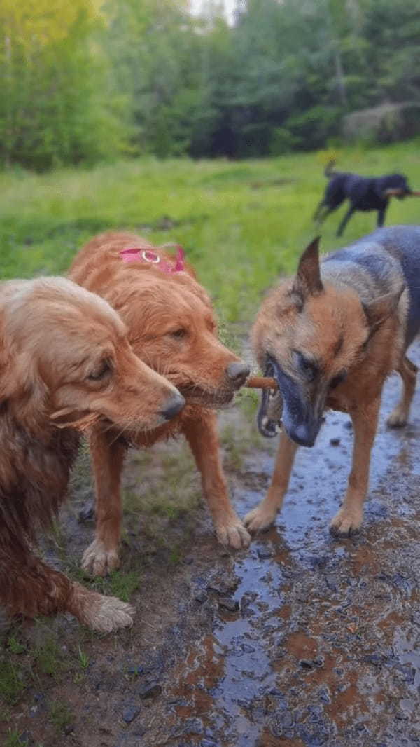 木の枝を取り合う犬たち。自分のだ！とみんな主張するように引っ張りあって離しません！！【海外・動画】