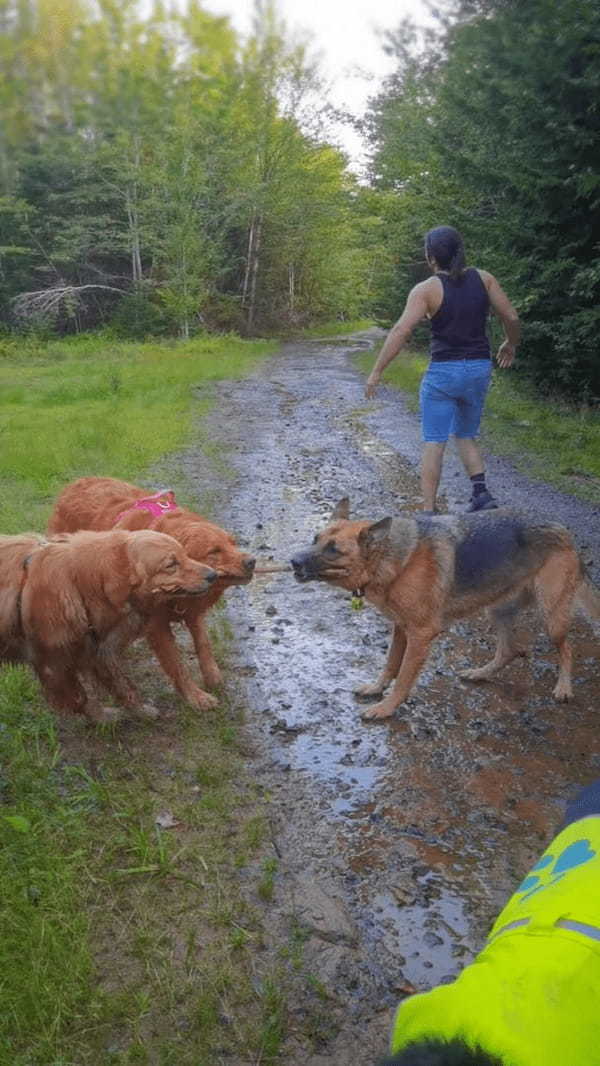 木の枝を取り合う犬たち。自分のだ！とみんな主張するように引っ張りあって離しません！！【海外・動画】