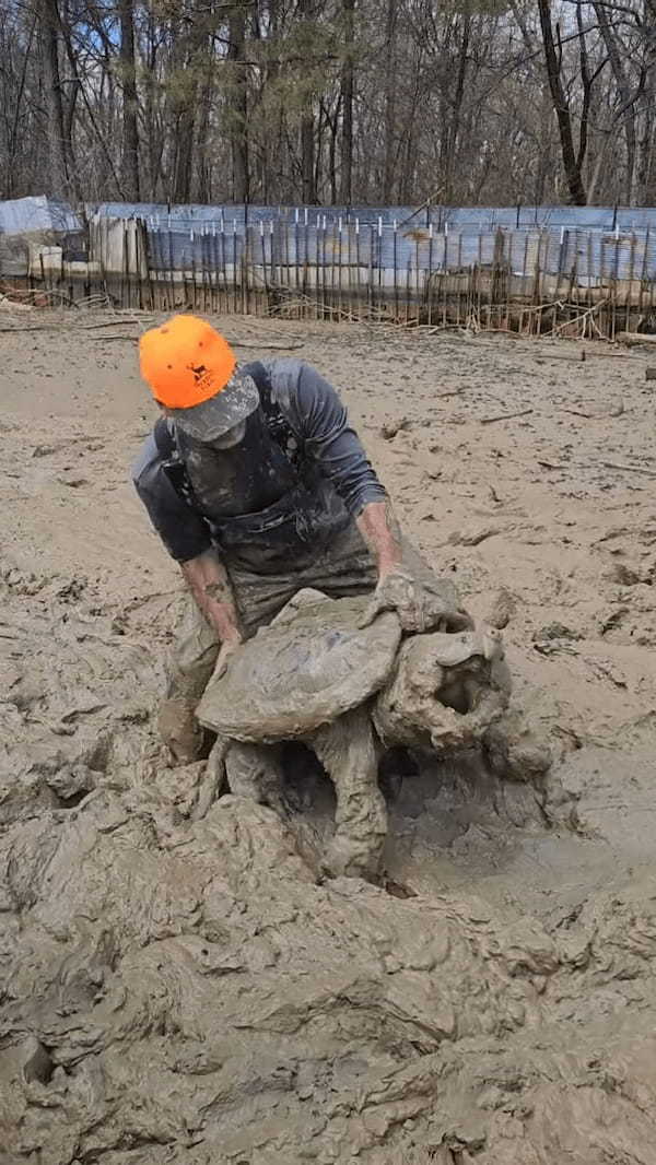 泥の中にカミツキガメが！男性が移動させるために抱きかかえようとしますが・・その体が大きすぎる！！