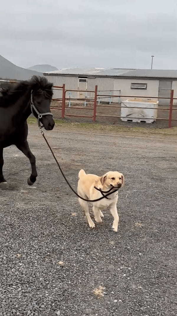 犬が自分より体の大きなお友達の馬を先導！お友達はその後を仲良くついて行きます【海外・動画】