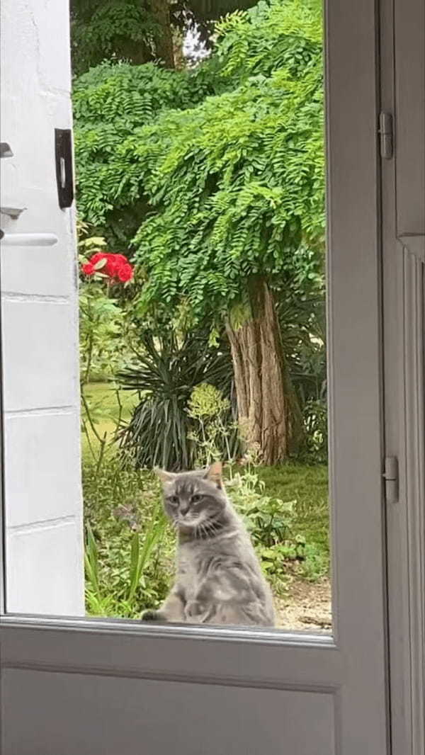 家の中に入れてほしくて玄関のドアを高速ノックする猫。しかし、なかなかドアを開けてもらえないので・・