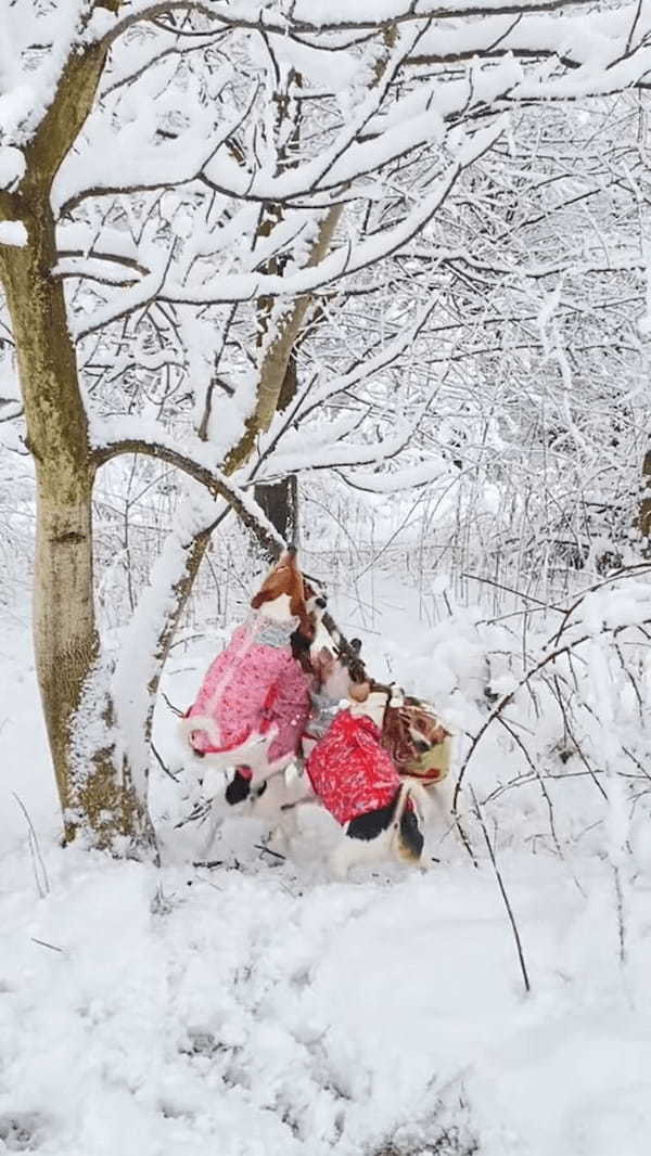 寒さに負けることなく木の枝を奪い合う犬たち。しかし、誰も勝利を手にすることはできないでしょう。なぜならその木の枝は・・