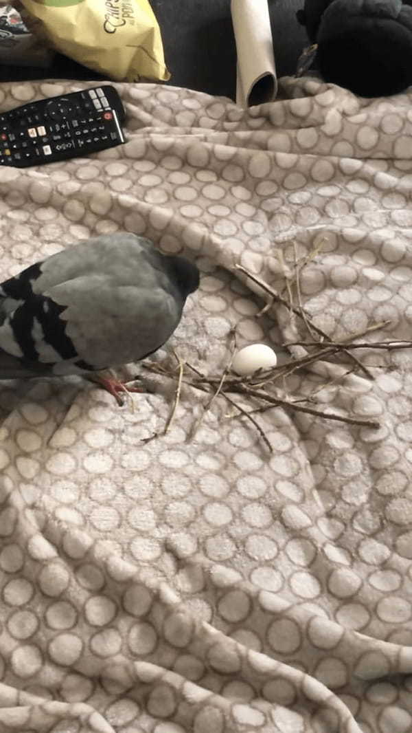 もらった枝を口にくわえてどこかに向かう鳩。実はこの枝、鳩にとって大至急欲しい物だったんです！！